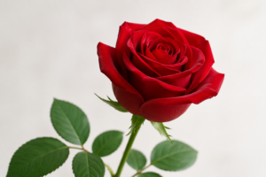 Rosas: tipos, cuidados y consejos para tener flores hermosas